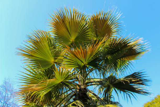 Trachycarpus fortunei palm. Trachycarpus fortunei palm. The tree is spreading with green leaves in the form of a fan. Sunny weather. trachycarpus photos stock pictures, royalty-free photos & images