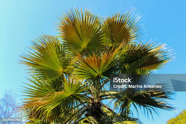 Trachycarpus Fortunei Palm Stock Photo - Download Image Now - Chusan Palm, Palm Tree, Trachycarpus