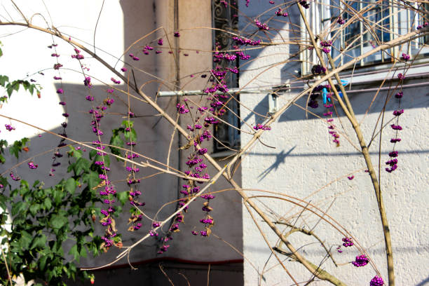 Callicarpa. The fruits are bright purple, small round, and grow in clusters. Plant against a white wall. Winter season.