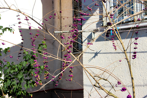Callicarpa. The fruits are bright purple, small round, and grow in clusters. Plant against a white wall. Winter season.