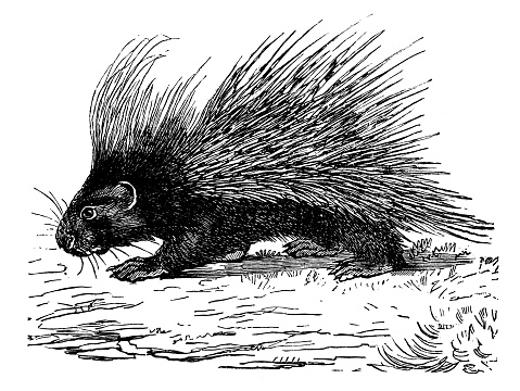 Antique animal illustration: crested porcupine (Hystrix cristata)