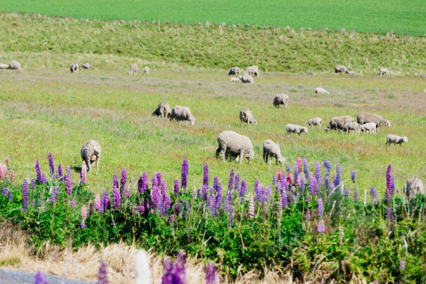 istock Sheep in New Zealand. 1207449623