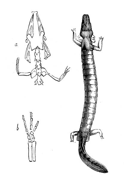 Antique animal illustration: olm, proteus ,Proteus anguinus Antique animal illustration: olm, proteus ,Proteus anguinus proteus anguinus stock illustrations