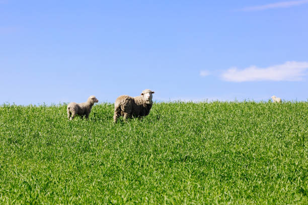 istock Sheep in New Zealand. 1207449658