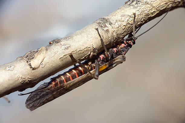 Plecoptera Insect "plecoptera" on a branch close up plecoptera stock pictures, royalty-free photos & images