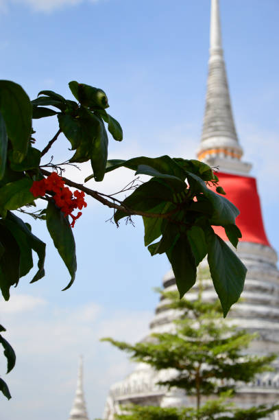Beautiful Pagoda behind Treetop stock photo