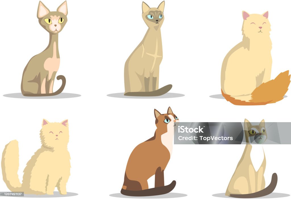 Colectia de diferite rase de pisici, animale de companie minunat de diferite culori Vector Ilustrație pe fundal alb - vector de stoc Animal fără redevențe Colectia de diferite rase de pisici, animale de companie minunat de diferite culori Vector Ilustrație pe fundal alb - vector de stoc Animal fără redevențe