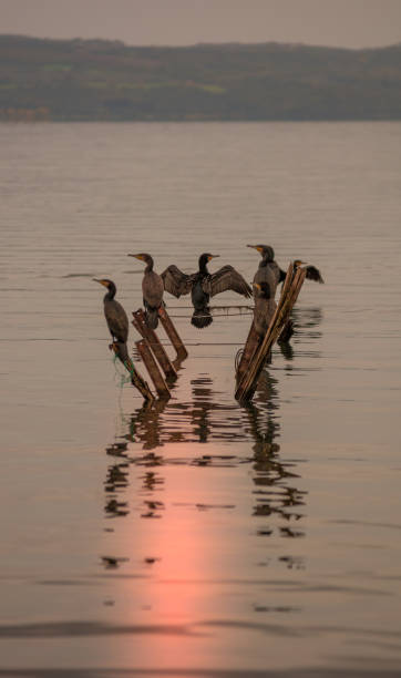 鵜飼クラブ - great black cormorant ストックフォトと画像