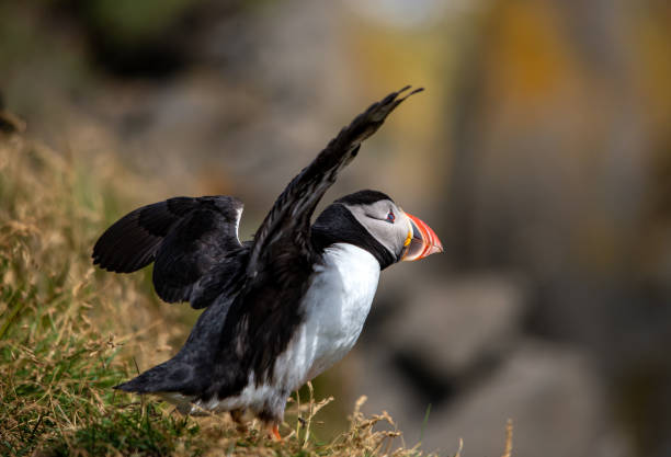 istock The Atlantic puffin, also known as the common puffin 1207452736