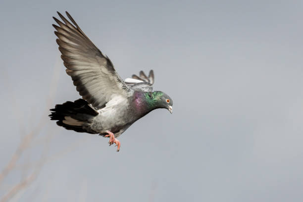 istock dove flies against a stormy sky 1207453339