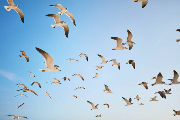 gaviotas - sunny day sunlight seagull fotografías e imágenes de stock