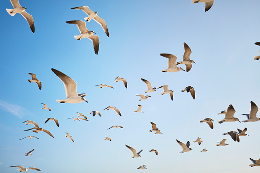 Seagulls flying against a blue sky.