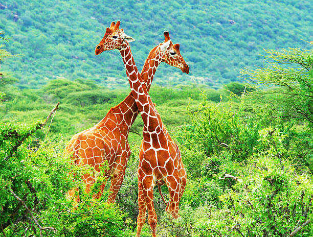 istock Fight of two giraffes 120745851
