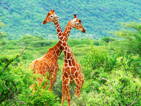 South African Giraffe, Majete Wildlife Reserve. Malawi, the landlocked country in southeastern Africa, is a country of highlands split by the Great Rift Valley and the huge Lake Malawi, whose southern end is within Lake Malawi National Park and several other parks are now habitat for diverse wildlife from colorful fish to the Big Five. Cape Maclear is known for its beach resorts, whilst several islands offer rest and recreation.