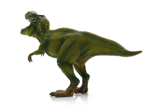 green tyrannosaurus green tyrannosaurus on white background coelurosauria stock pictures, royalty-free photos & images