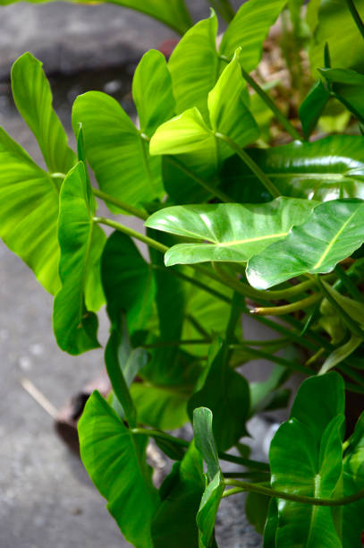 Buddha's Hand, Chinese Taro, Elephant Ear stock photo