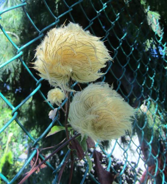 Wild Clematis or Clematis vitalba, Vancouver, BC, Canada