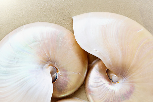 Two beautiful and rare Nautilus shells with a mother-of-pearl sheen
