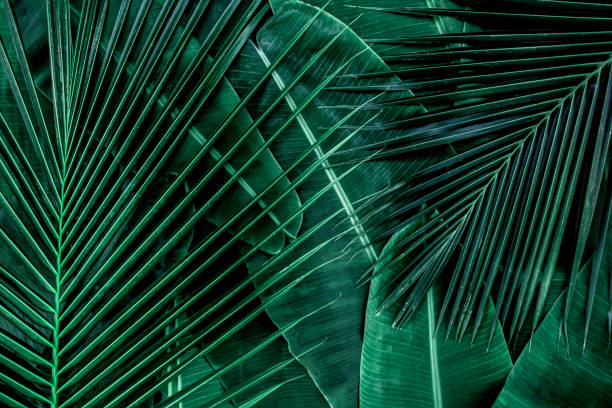 Banana leaves and coconut leaves