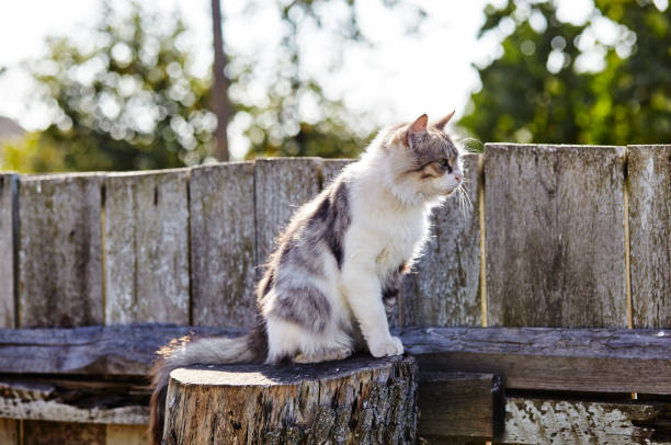 istock Young gray and white cat sitting on the fence 1207462822