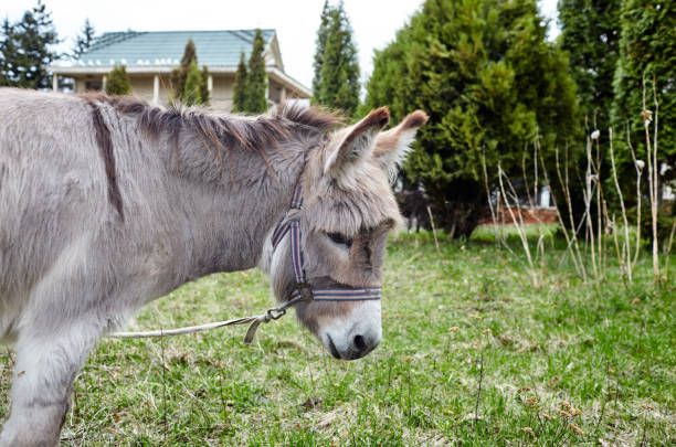 A horse peers curiously from its stable at an animal farm. The stable has a simple design