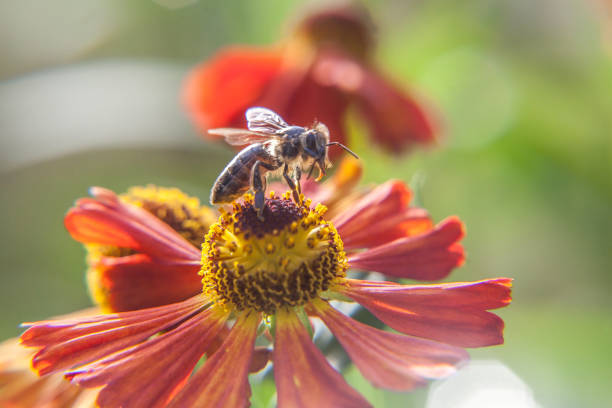 istock Honey bee covered with yellow pollen drink nectar, pollinating orange flower. Inspirational natural floral spring or summer blooming garden or park background. Life of insects. Macro close up 1207463790