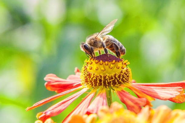 istock Honey bee covered with yellow pollen drink nectar, pollinating orange flower. Inspirational natural floral spring or summer blooming garden or park background. Life of insects. Macro close up 1207463843