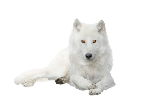 polar wolf  isolated on white background