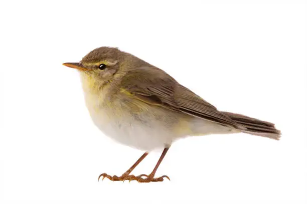 Willow Warbler (Phylloscopus trochilus) isolated on a white background