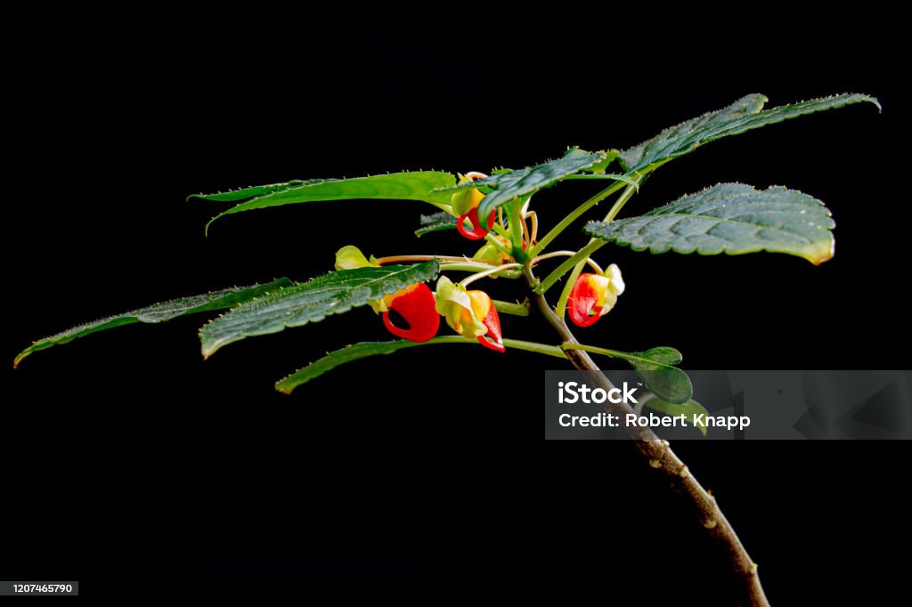 Impatiens niamniamensis, also called parrot plant, or congo cockatoo with its unusual red and yellow flowers isolated on black background Impatiens Stock Photo