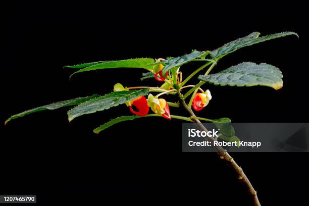 Impatiens Niamniamensis Also Called Parrot Plant Or Congo Cockatoo With Its Unusual Red And Yellow Flowers Isolated On Black Background Stock Photo - Download Image Now