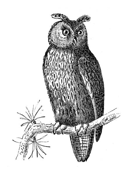 Antique animal illustration: Eurasian eagle-owl (Bubo bubo) Antique animal illustration: Eurasian eagle-owl (Bubo bubo) eurasian eagle owl stock illustrations