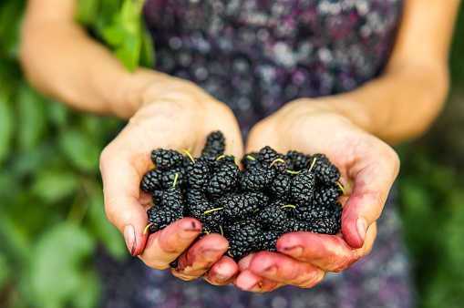 Mulberry in woman hands