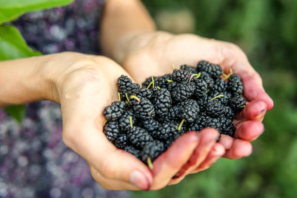 istock Mulberry in woman hands 1207467121
