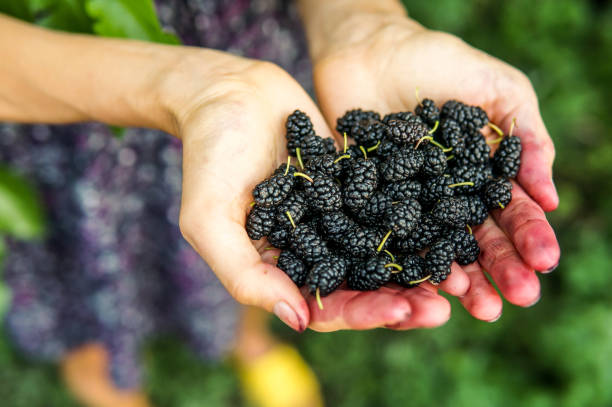 istock Mulberry in woman hands 1207467122