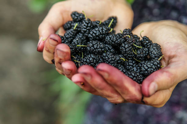 istock Mulberry in woman hands 1207467123