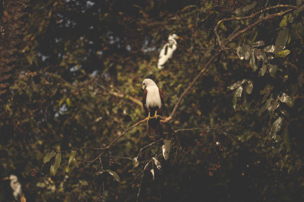 istock This is a white and brown coloured  eagle looking for a pery 1207468496