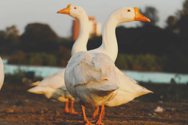 istock This Looks Like A Two Headed Duck 1207468594