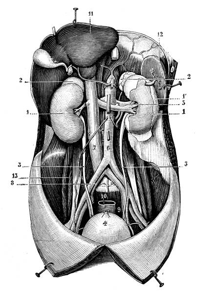 illustrations, cliparts, dessins animés et icônes de illustration antique : système urinaire - engraved image engraving liver drawing