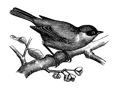 Antique animal illustration: European penduline tit (Remiz pendulinus)