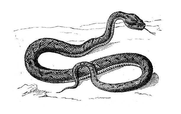 ilustraciones, imágenes clip art, dibujos animados e iconos de stock de ilustración animal antigua: vipera - european adder illustrations