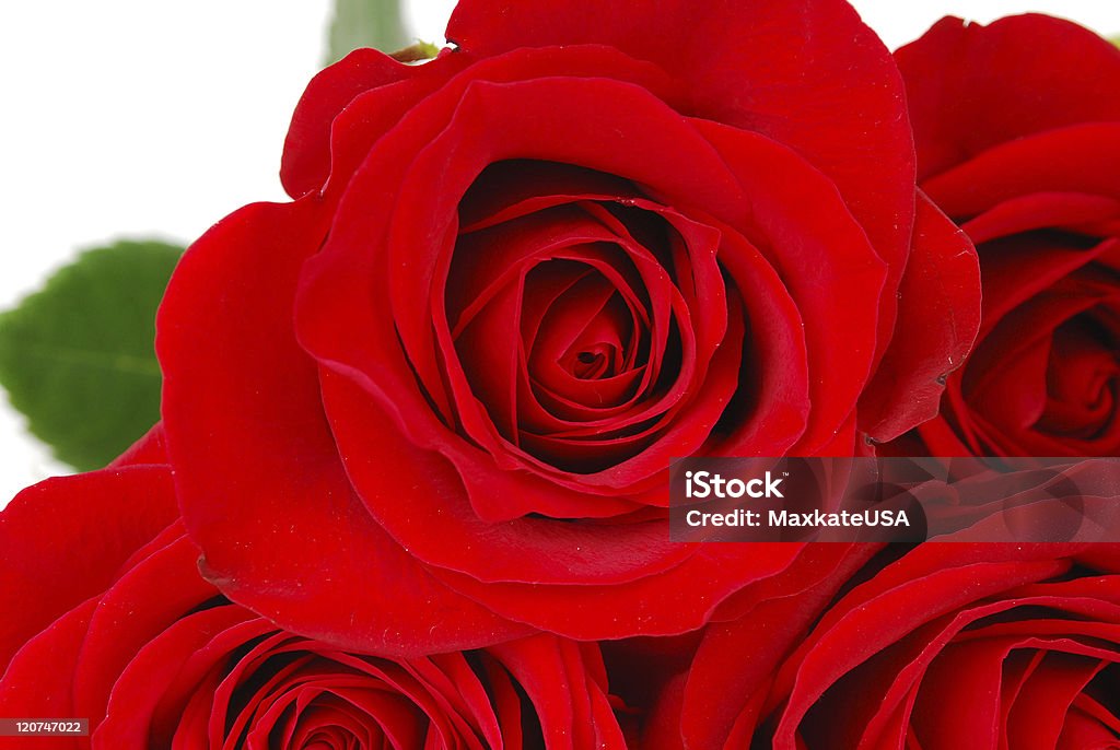 Rosas de fundo. - Royalty-free Amor Foto de stock