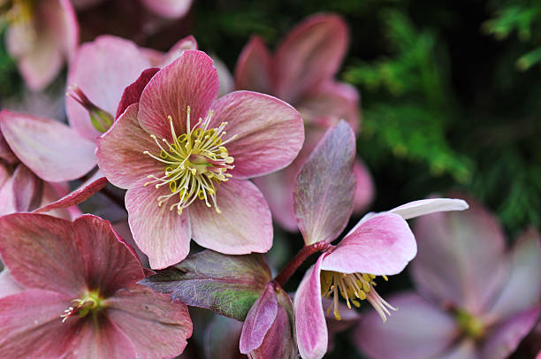 helleborus im garten - staubblatt stock-fotos und bilder