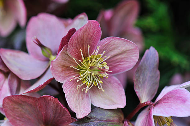 Helleborus in the garden Helleborus one of the first spring flowers in the garden flower stigma photos stock pictures, royalty-free photos & images