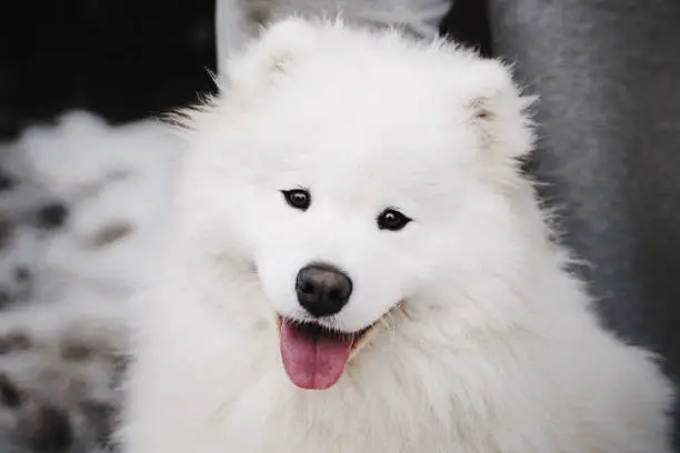 Portrait of cute joyful white fluffy Samoyed puppy outdoors looking into the camera with a happy expression and a smile. Dog sitting near its master. Winter
