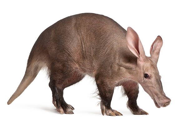 プロフィールのツチブタ、orycteropus 、16 歳以上のお客様には、白色の背景 - aardvark ストックフォトと画像