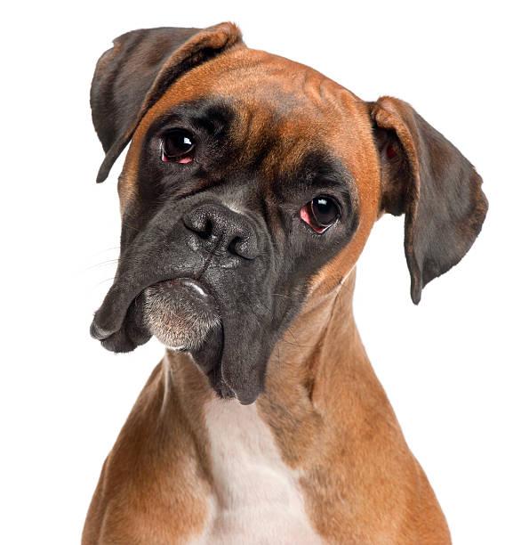 Close-up of Boxer, twelve months old, white background. Close-up of Boxer, twelve months old, in front of white background. boxer dog stock pictures, royalty-free photos & images