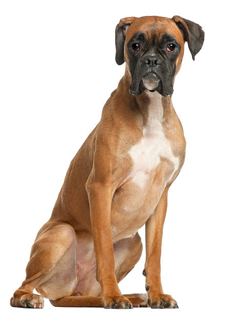 istock Boxer, twelve months old, sitting, white background. 120747278