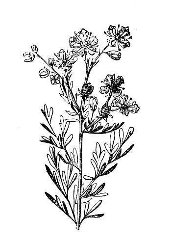 Antique botany illustration: Ruta graveolens, rue