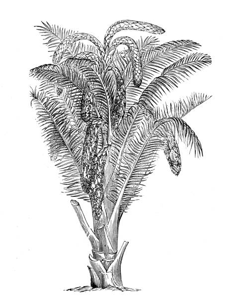 Sago Vector 40+ Sago Palm Seeds Stock Illustrations, Royalty-Free Vector Graphics ...
